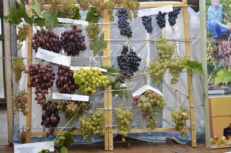 Вина и коньяки «made in Tatarstan»