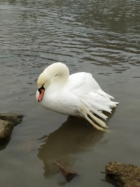 Спасенного в Башкортостане лебедя Мартина привезут в Нижнекамск