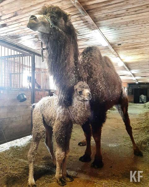 В челнинской конно-спортивной школе «Тулпар» родился верблюжонок