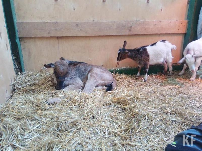 В казанском зоопарке антилопа отказалась от новорожденной дочери