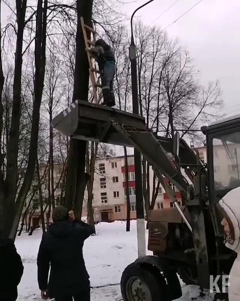 С лестницей на ковше трактора: в Нижнекамске с дерева сняли кота