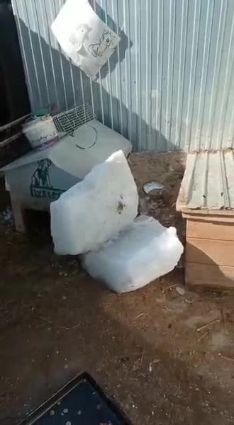 В приюте для бездомных животных под Нижнекамском рухнула крыша