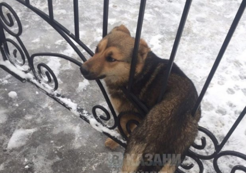 В Казани спасатели вызволили застрявшую в заборе собаку
