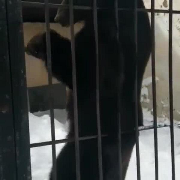 В казанском зоопарке проснулся медведь