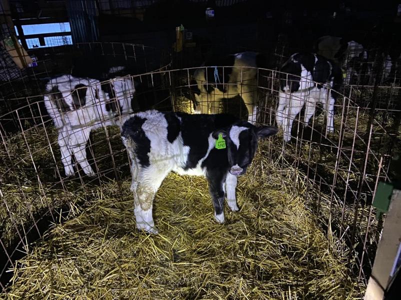 На пожаре в Татарстане спасли 15 телят