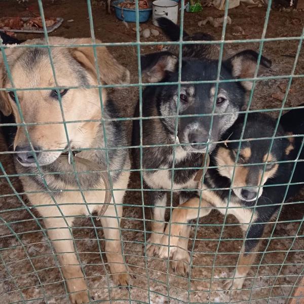 В приюте под Нижнекамском, где погибли при пожаре более 40 животных, ведутся работы