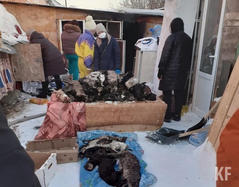 В Татарстане на пожаре в приюте для животных погибли 40 кошек и собак