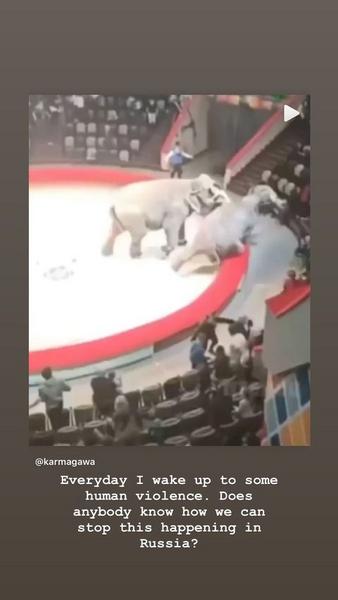 Семикратный чемпион Формулы-1 Льюис Хэмилтон возмущен дракой слонов в казанском цирке