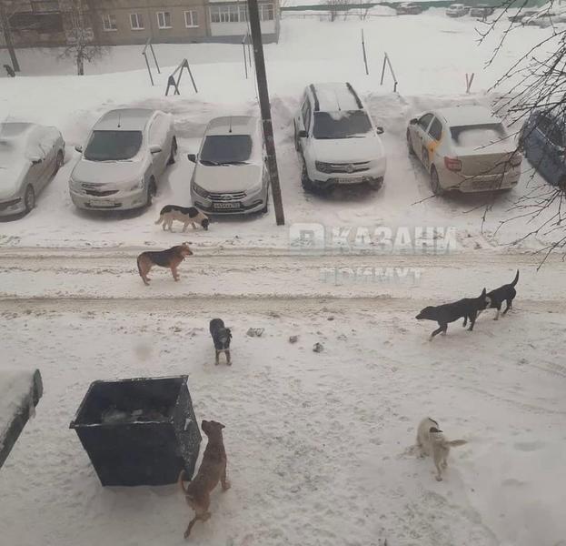 Казанцы боятся отпускать детей на улицу из-за стай бродячих собак