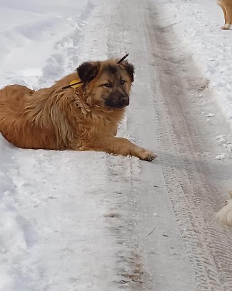 В Татарстане прокуратура начала проверку после сообщений о собаке с простреленной головой