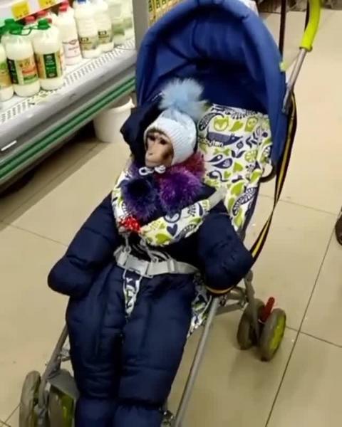 Челнинцев в магазине шокировала покупательница с обезьяной в коляске