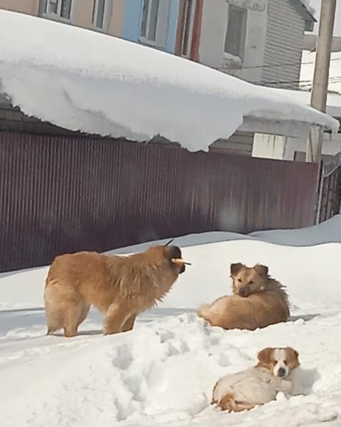 В Татарстане прокуратура начала проверку после сообщений о собаке с простреленной головой