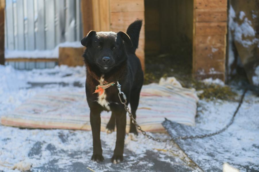В приюте под Нижнекамском, где погибли при пожаре более 40 животных, ведутся работы