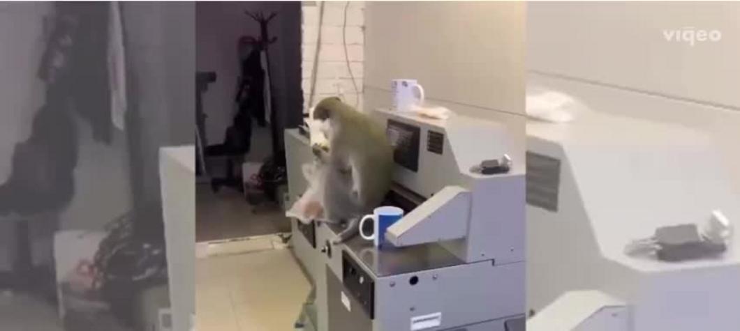 Сбежавшая с выставки в ТЦ обезьяна три дня воровала бананы в супермаркете