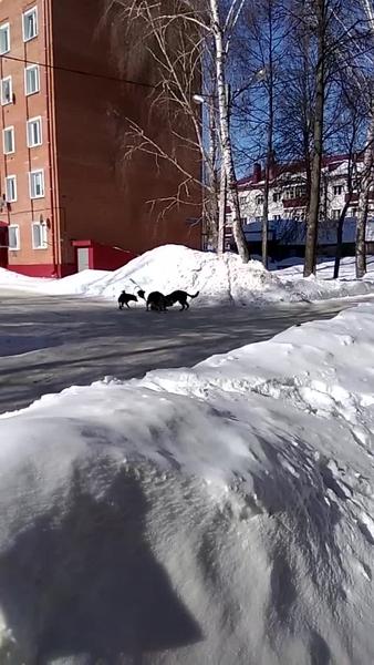 В Чистополе свора собак заживо растерзала кошку В Чистополе свора собак заживо растерзала кошку