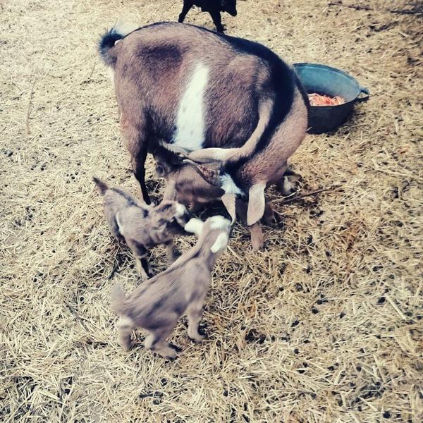 В казанском зооботсаду на свет появились сразу четыре карликовых козлёнка