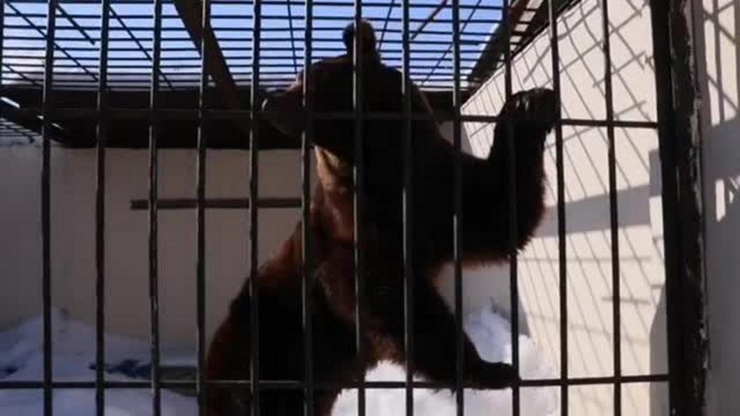 В первый день весны в казанском зооботсаду окончательно из спячки вышел бурый медведь Фома