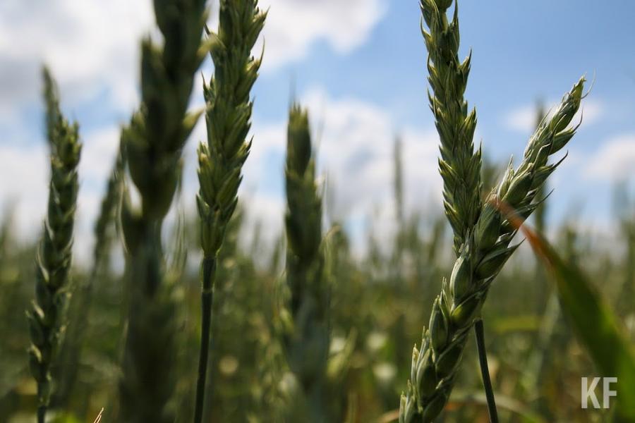 «Иного пути нет, кроме как заниматься импортозамещением»: Татарстан готовится к кризису на рынке сельхозпродукции