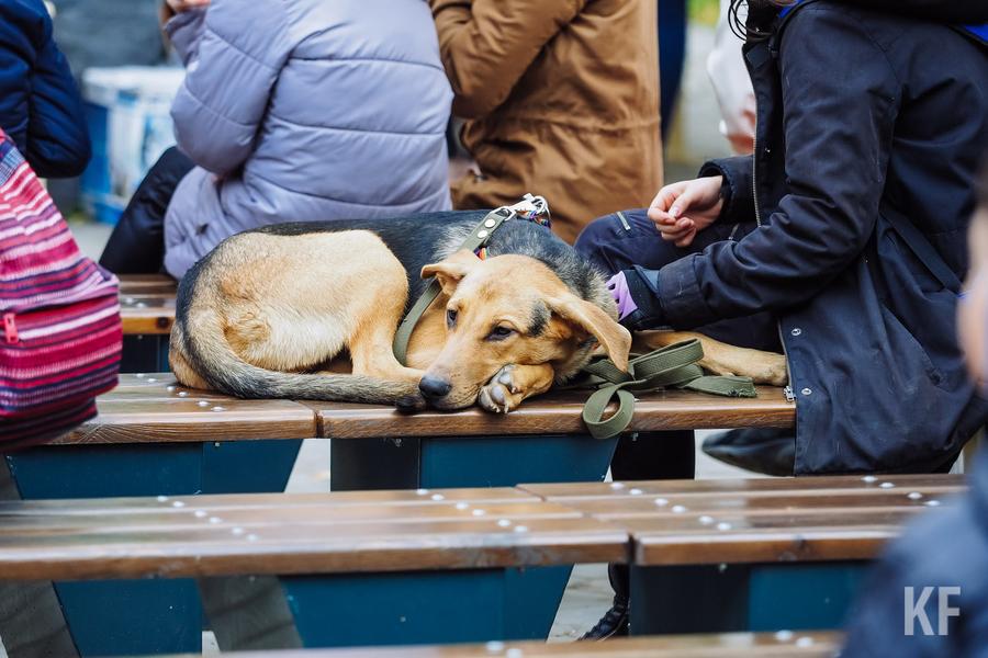 Как помириться с бездомными собаками «без шума и пыли»