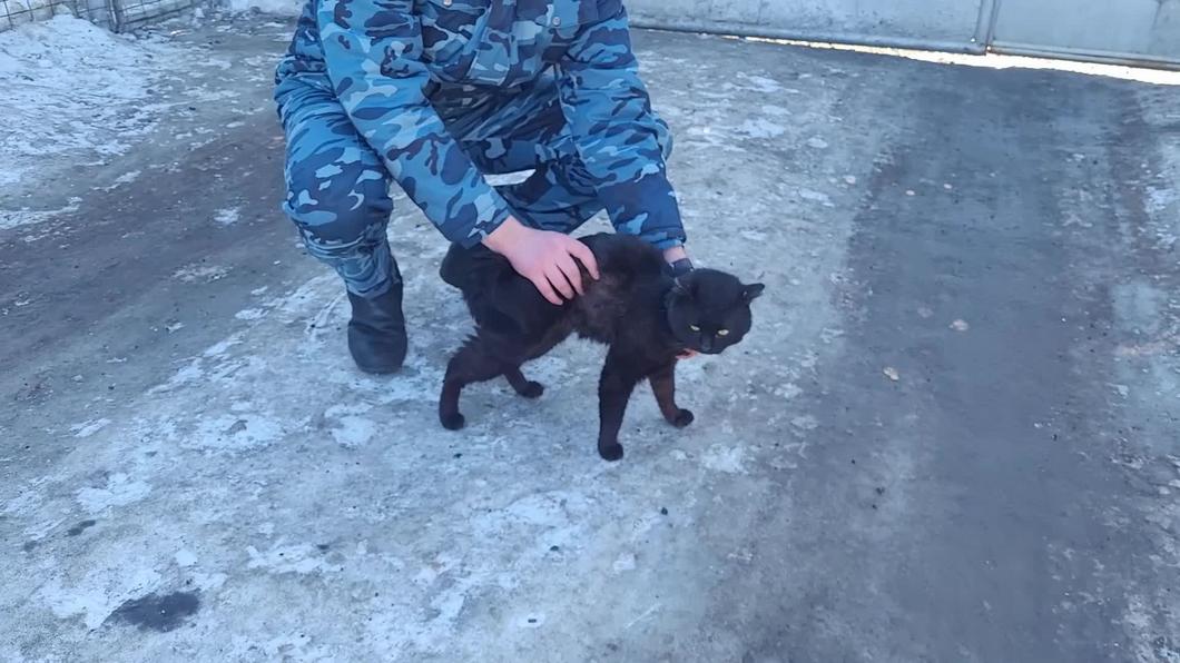 Сотрудники ФСИН поймали в колонии в Казани кошку-наркокурьера