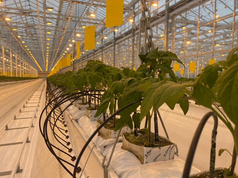 Татарстанский ТК «Майский» признан лидером по урожайности овощей защищенного грунта в России Татарстанский ТК «Майский» признан лидером по урожайности овощей защищенного грунта в России