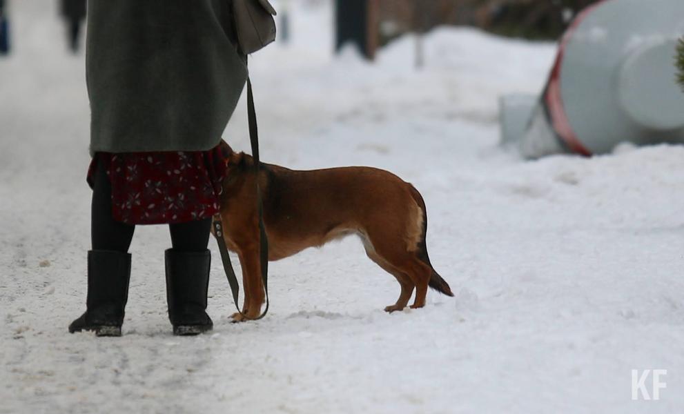 Как помириться с бездомными собаками «без шума и пыли»