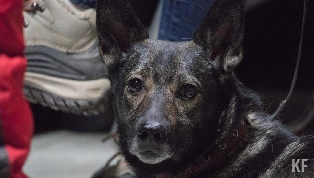 Людей кусают четвероногие «князья» да «графья»