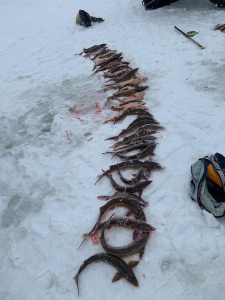 На Каме в Татарстане поймали рыбаков, выловивших стерляди на 500 тысяч рублей