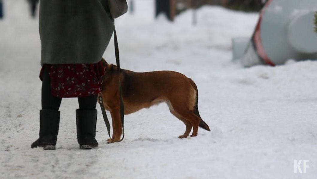 Людей кусают четвероногие «князья» да «графья»