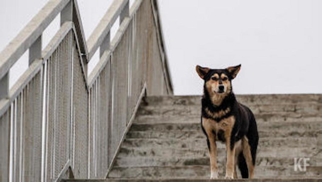 Людей кусают четвероногие «князья» да «графья»