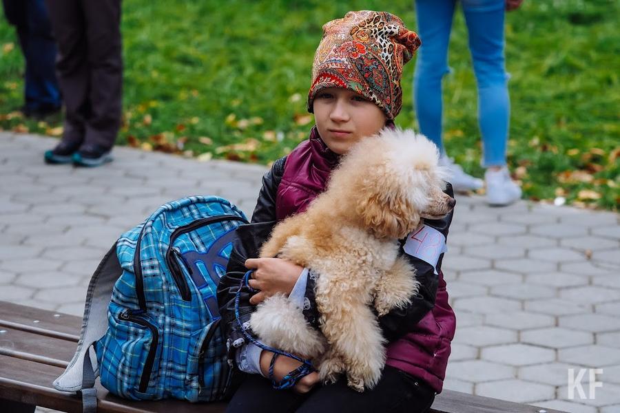«Трое собак стали одновременно кусать за две ноги»: почему в Татарстане не решен вопрос с бездомными животными