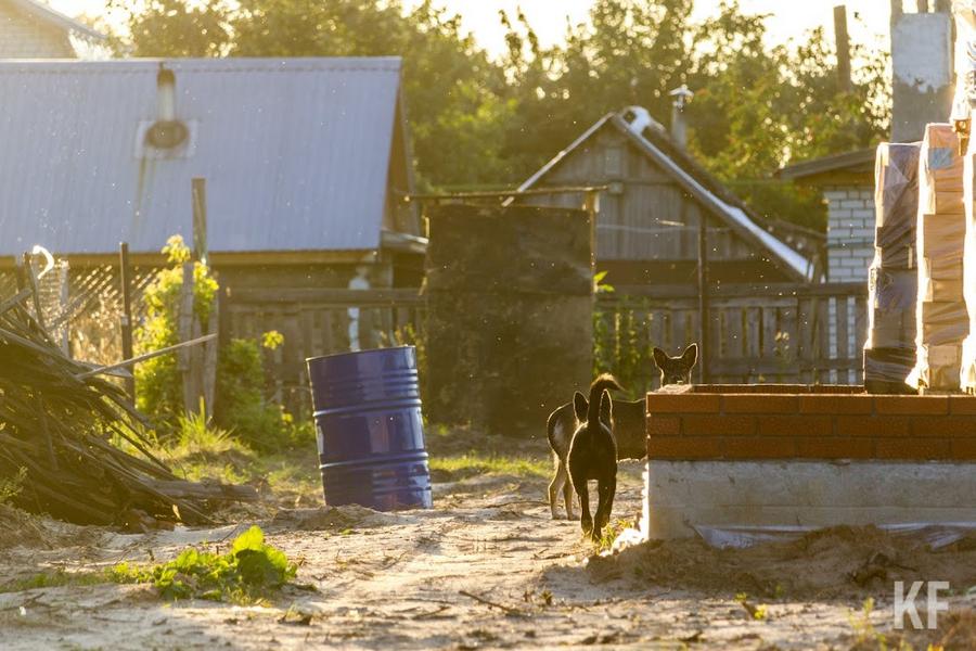 «Трое собак стали одновременно кусать за две ноги»: почему в Татарстане не решен вопрос с бездомными животными