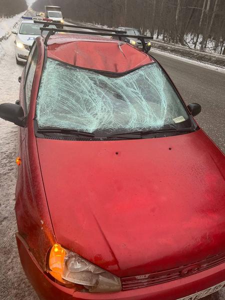 На БСИ в Нижнекамске «Калина» насмерть сбила неожиданно выбежавшего на дорогу лося