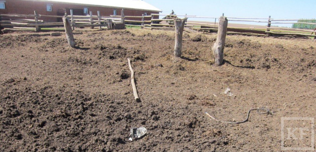 В Татарстане бык насмерть затоптал мужчину