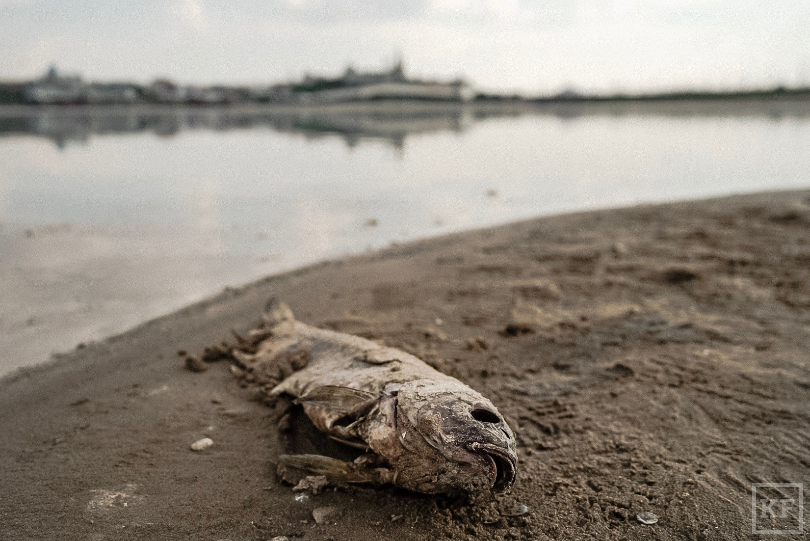 «Обмеление Волги и Казанки - настоящая экологическая катастрофа»