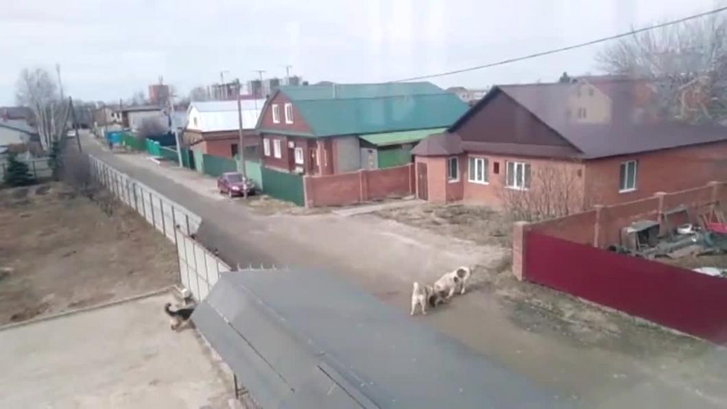 В Татарстане два взбесившихся алабая разорвали овчарку прямо на глазах у ребенка