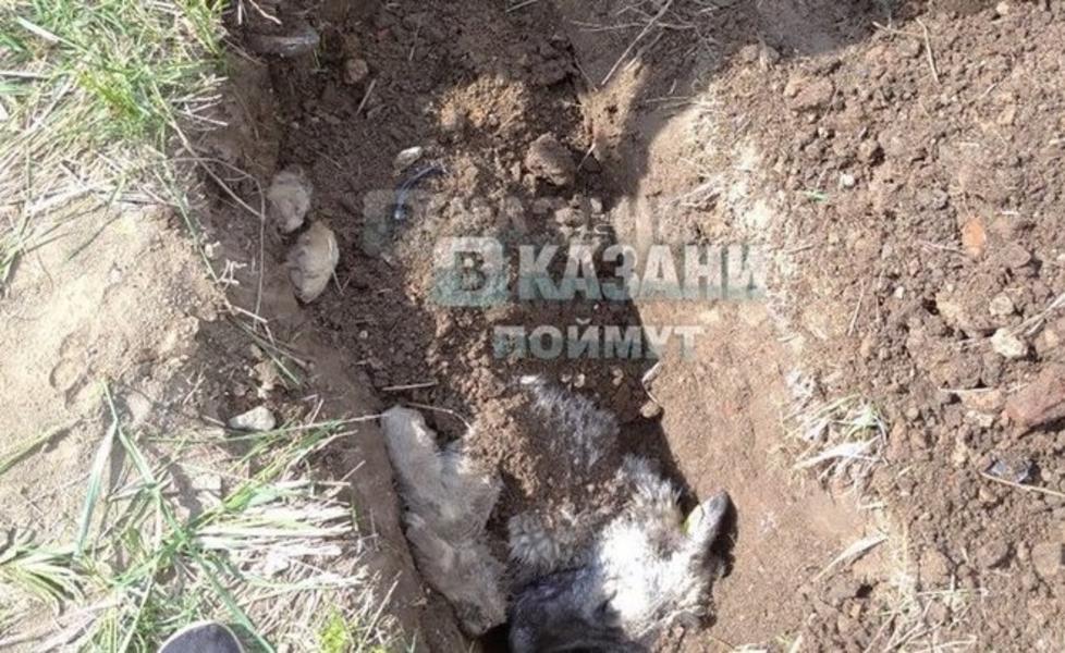 Казанцы оказались свидетелями расправы живодеров над собаками