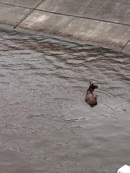 В Челнах развернули спасательную операцию из-за заплывших к плотине лосей