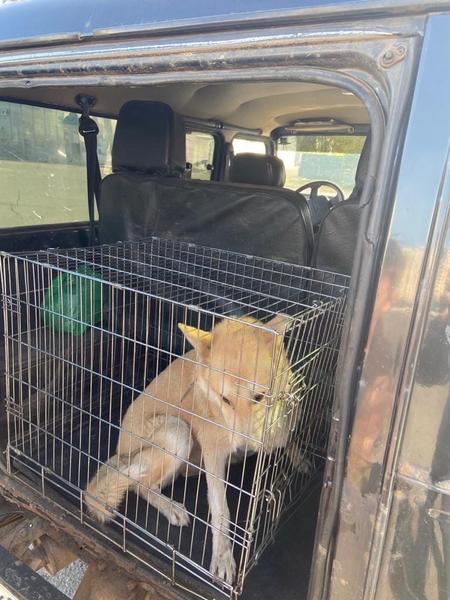 Отлов агрессивных бездомных псов начался в Нижнекамске