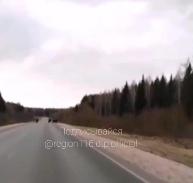 На трассе в Татарстане на видео попала семья медведей
