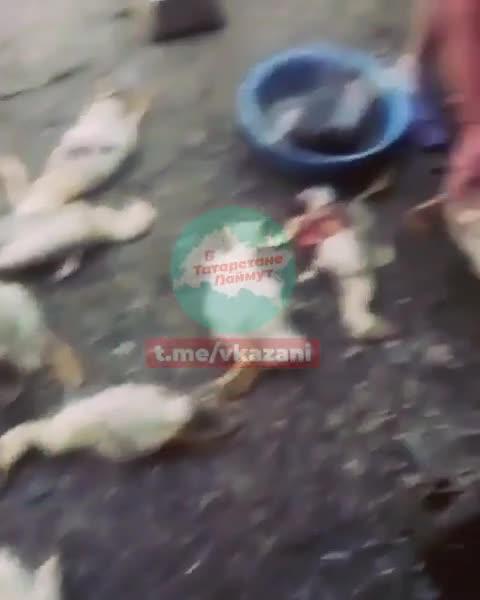 Собаки снова оставили кровавый след в Зеленодольском районе Татарстана