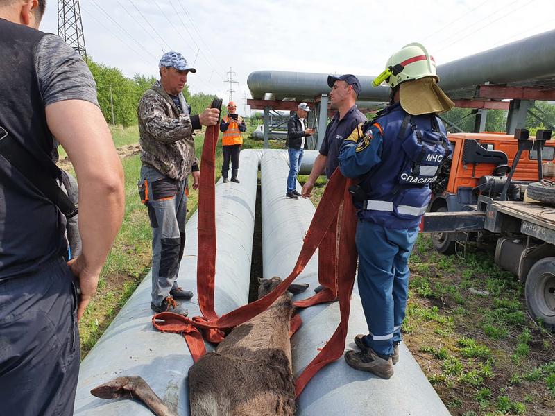 Директор «НЧТС»: Сожалеем о гибели лосенка, но огораживать теплотрассу не будем Директор «НЧТС»: Сожалеем о гибели лосенка, но огораживать теплотрассу не будем