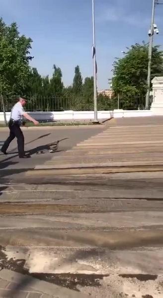 Сотрудник ГИБДД в Казани перевел утку с утятами через дорогу