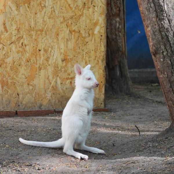 Редчайший кенгуренок-альбинос родился в Казани