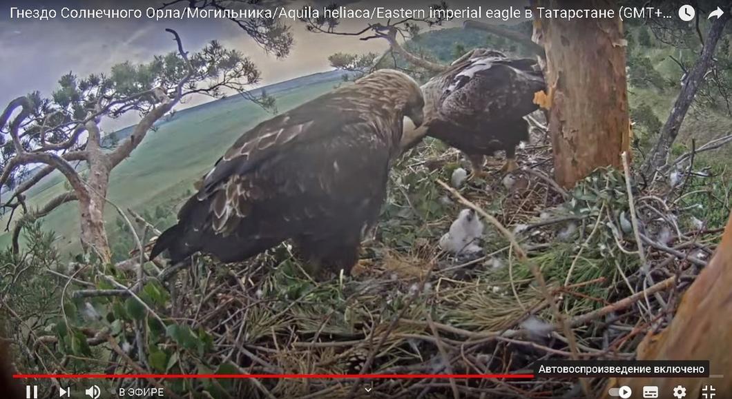 У гнездящихся в Татарстане орлов во время онлайн-трансляции вылупился птенец У гнездящихся в Татарстане орлов во время онлайн-трансляции вылупился птенец