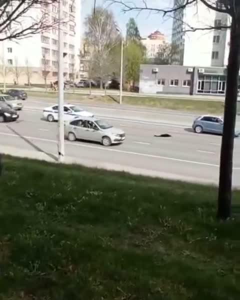 ​На Вишневского в Казани полицейский «вылечил» яму на дороге веткой ​