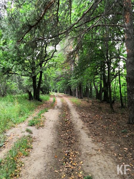 Сад маркиза Паулуччи в Татарстане включат в объекты культурного наследия после варварской вырубки