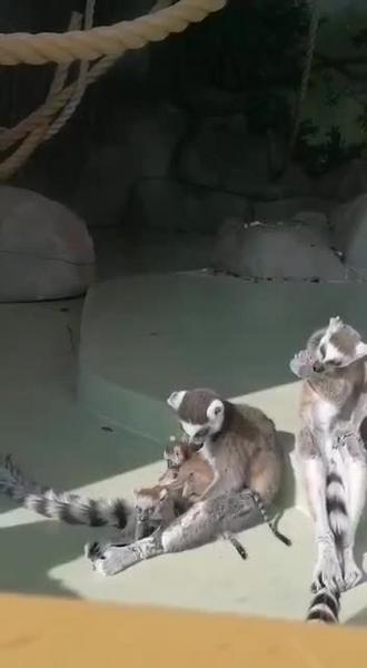 В казанском зоопарке у кошачьих лемуров родилась двойня