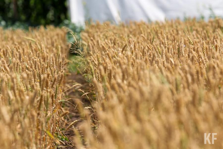 Это все дожди: В Татарстане опоздали с посевом подсолнечника и сахарной свеклы
