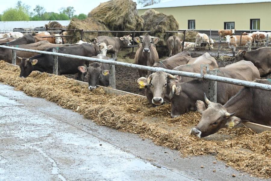 Минниханов посетил животноводческий комплекс АФ «Агро-Л» в Чистопольском районе